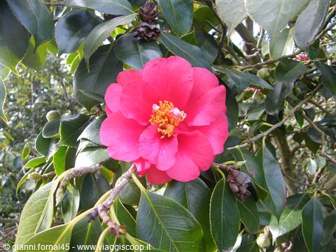 La camelia japonica fiorisce d'inverno