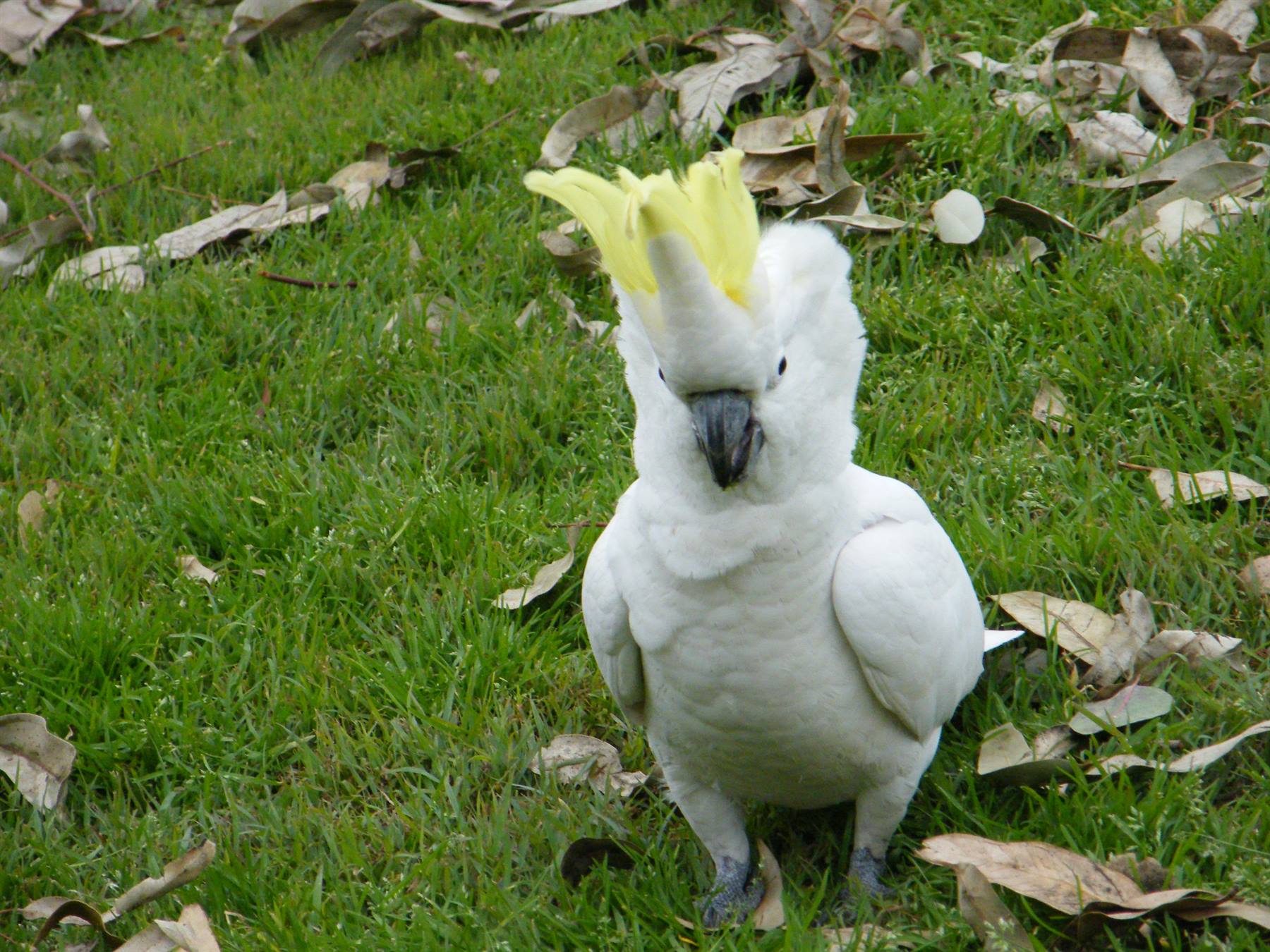 Sulphur-Crested Cockatoo arrabbiato