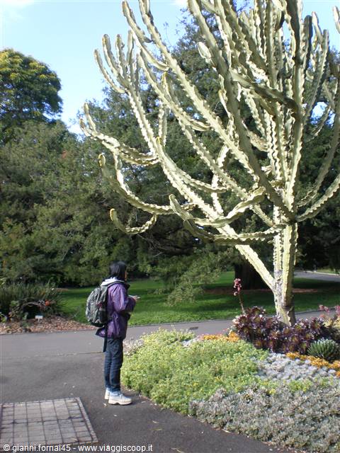 Gigantesca pianta grassa al Royal Botanic Garden