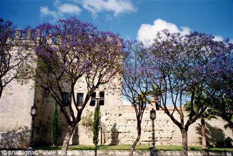 jacaranda a Jerez