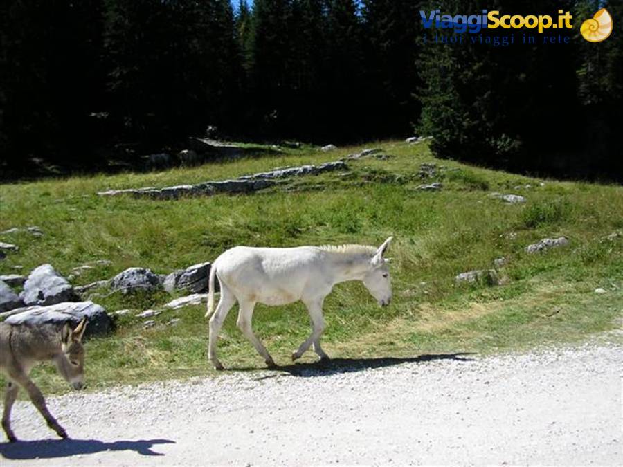 asini in passeggiata