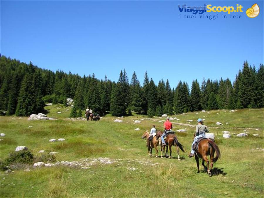 cavalli ad Asiago