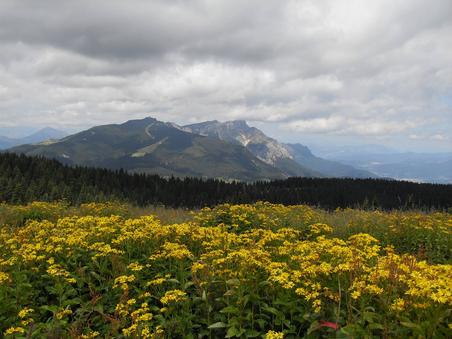 Panorami con il giallo delle margherite.