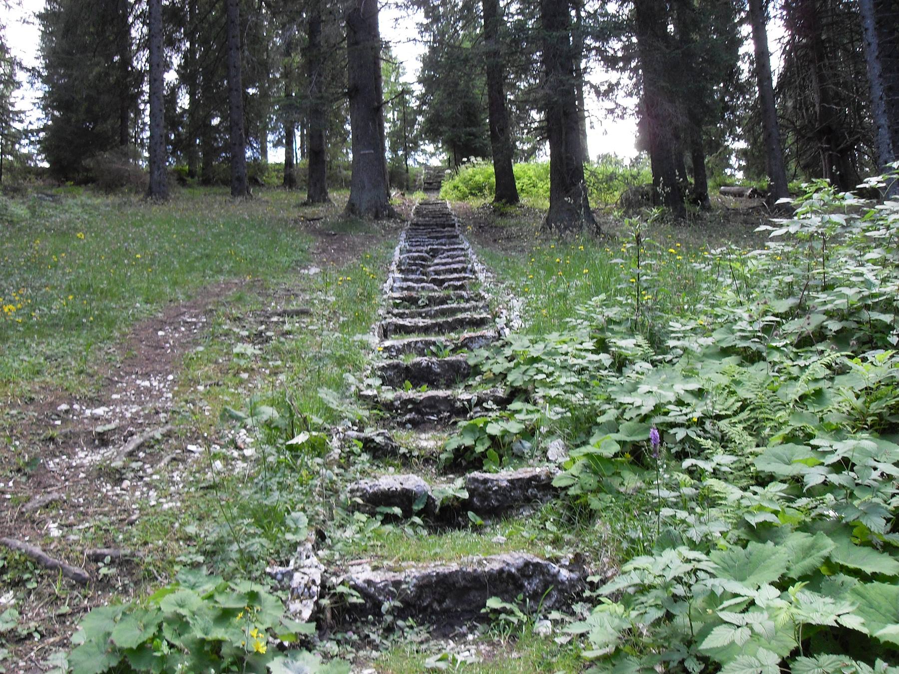scalinata nel bosco