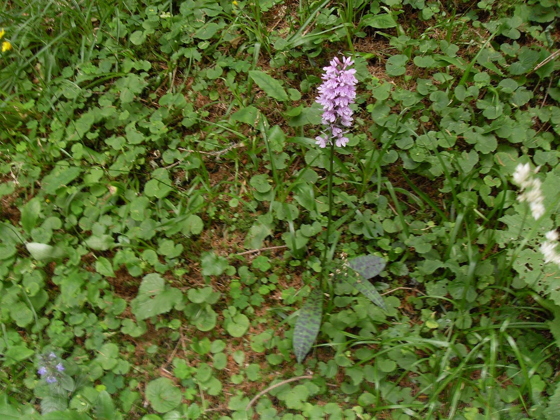una splendida orchidea