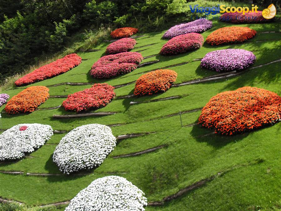 tavolozza di colori profumati sulla collina