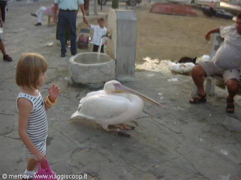 Pellicano a Mykonos