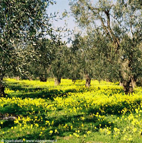 CAMPO FIORITO A GENNAIO