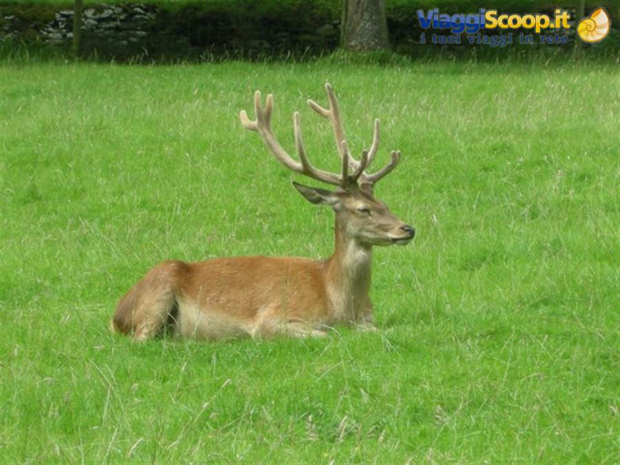 Bunratty Castle & Folk Park