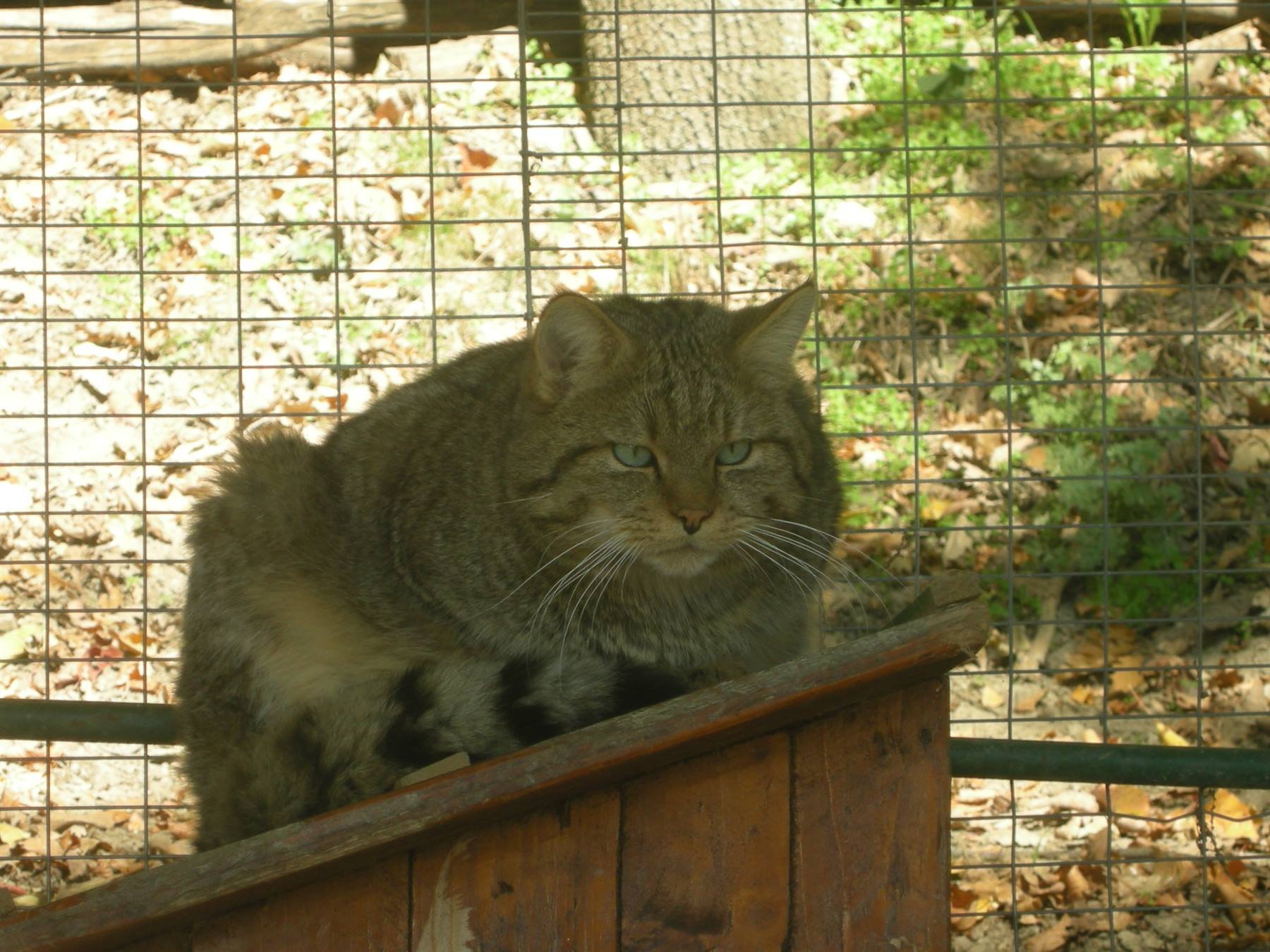 Gatto selvatico