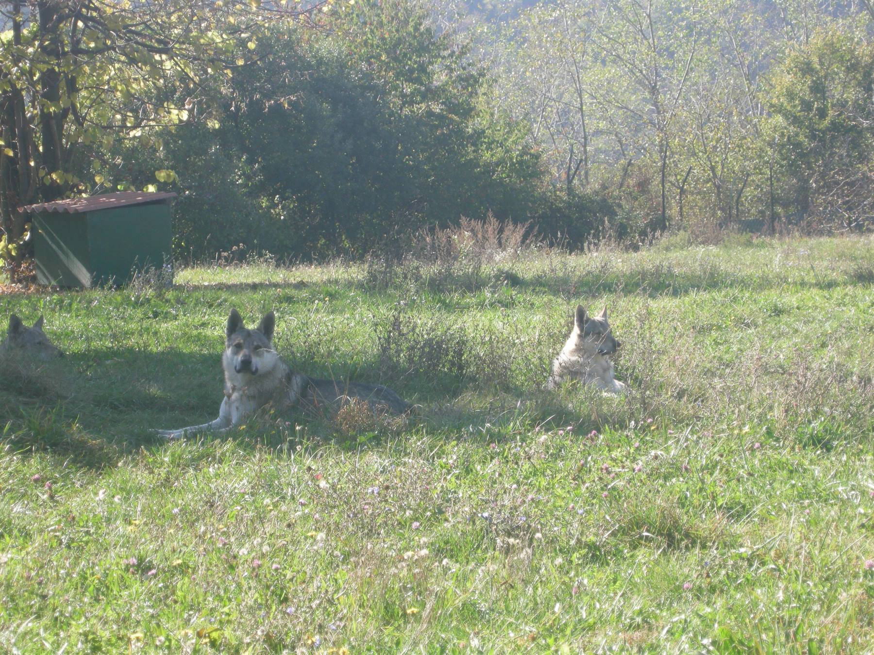 Lupi in libertà