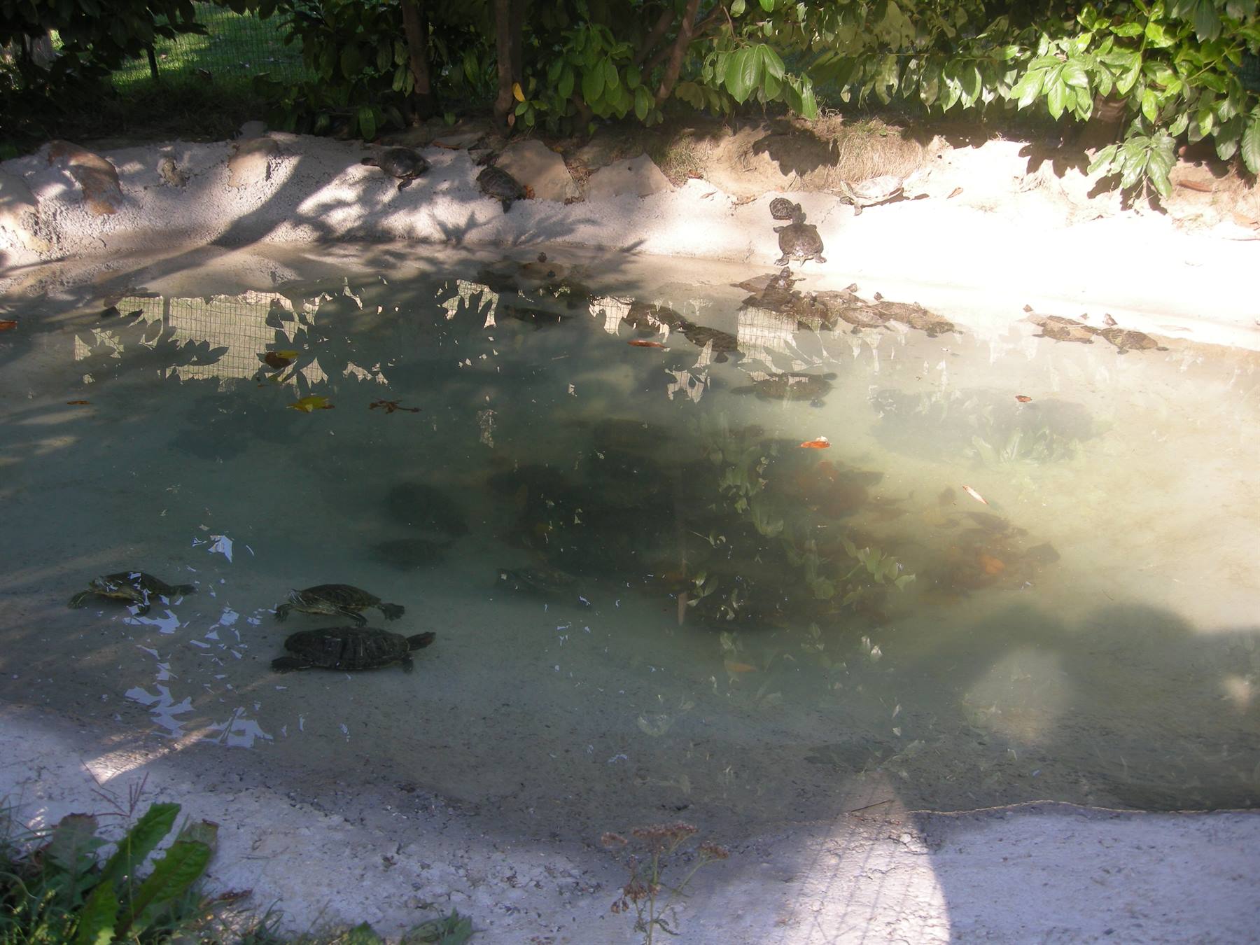 Tartarughe d'acqua...