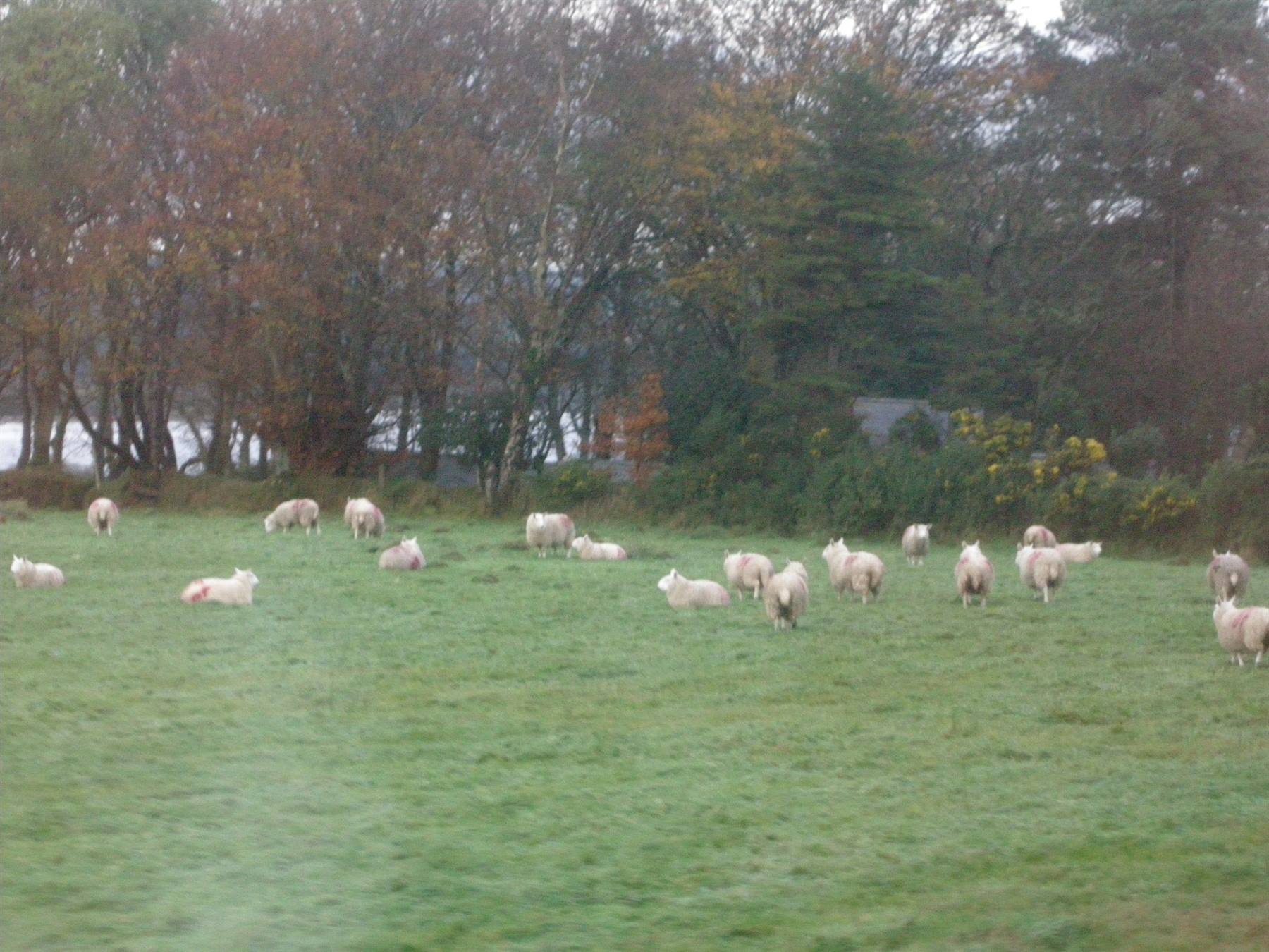 Verso Glendelough