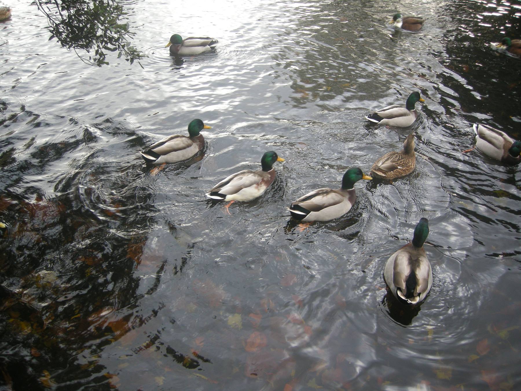 St. Stephen's Green