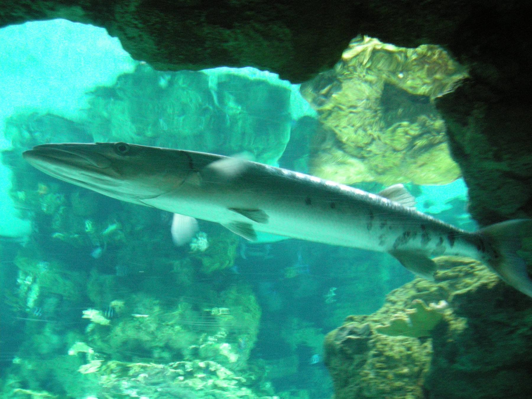 Barracuda