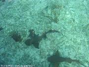 squali a Caye Caulker