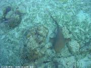 squali a Caye Caulker