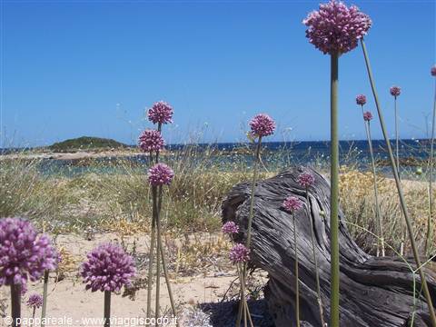 Porto Vecchio - CORSICA