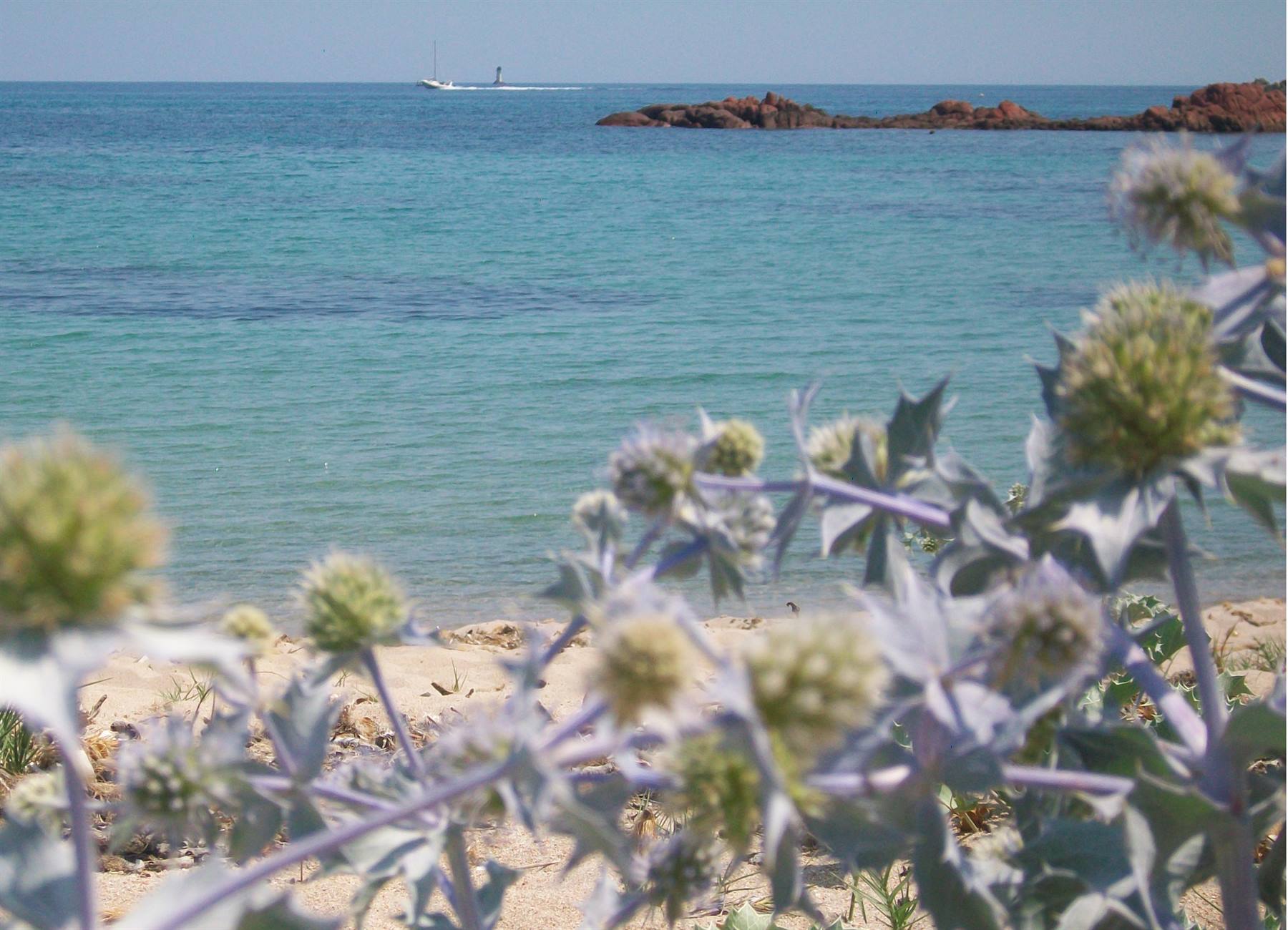 cardi sulla spiaggia di San Ciprian