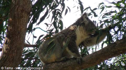 Wild Koala