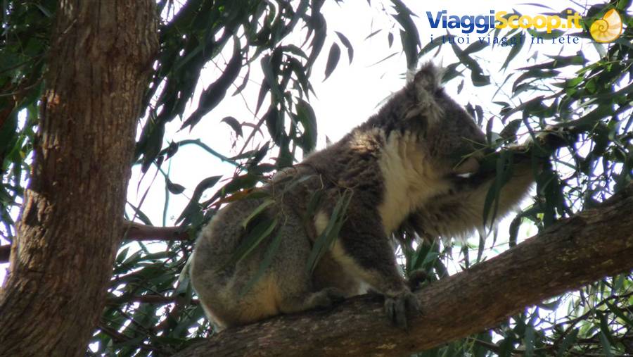 Wild Koala