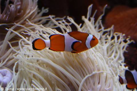 Nemo