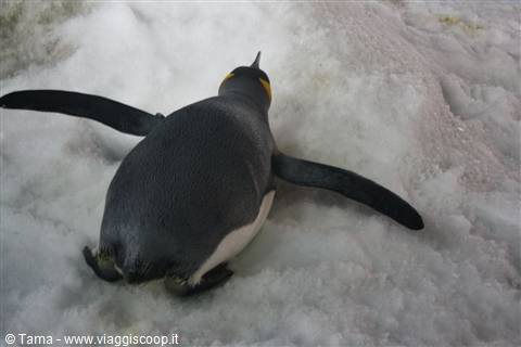 Pinguini antartici