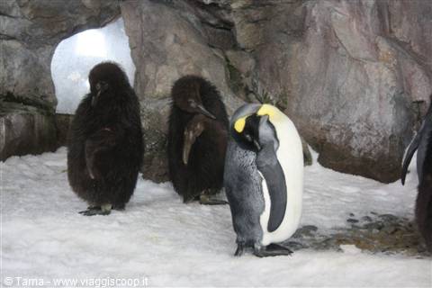 Pinguino che dorme