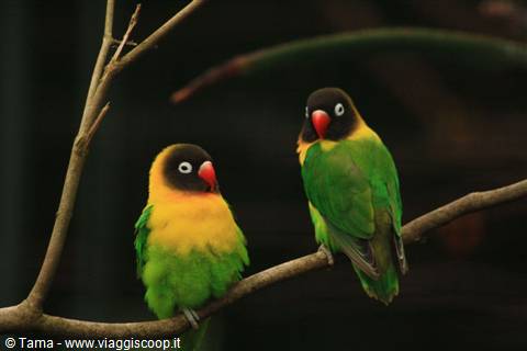 Inseparabili