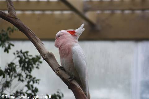 Pink Coackatoo