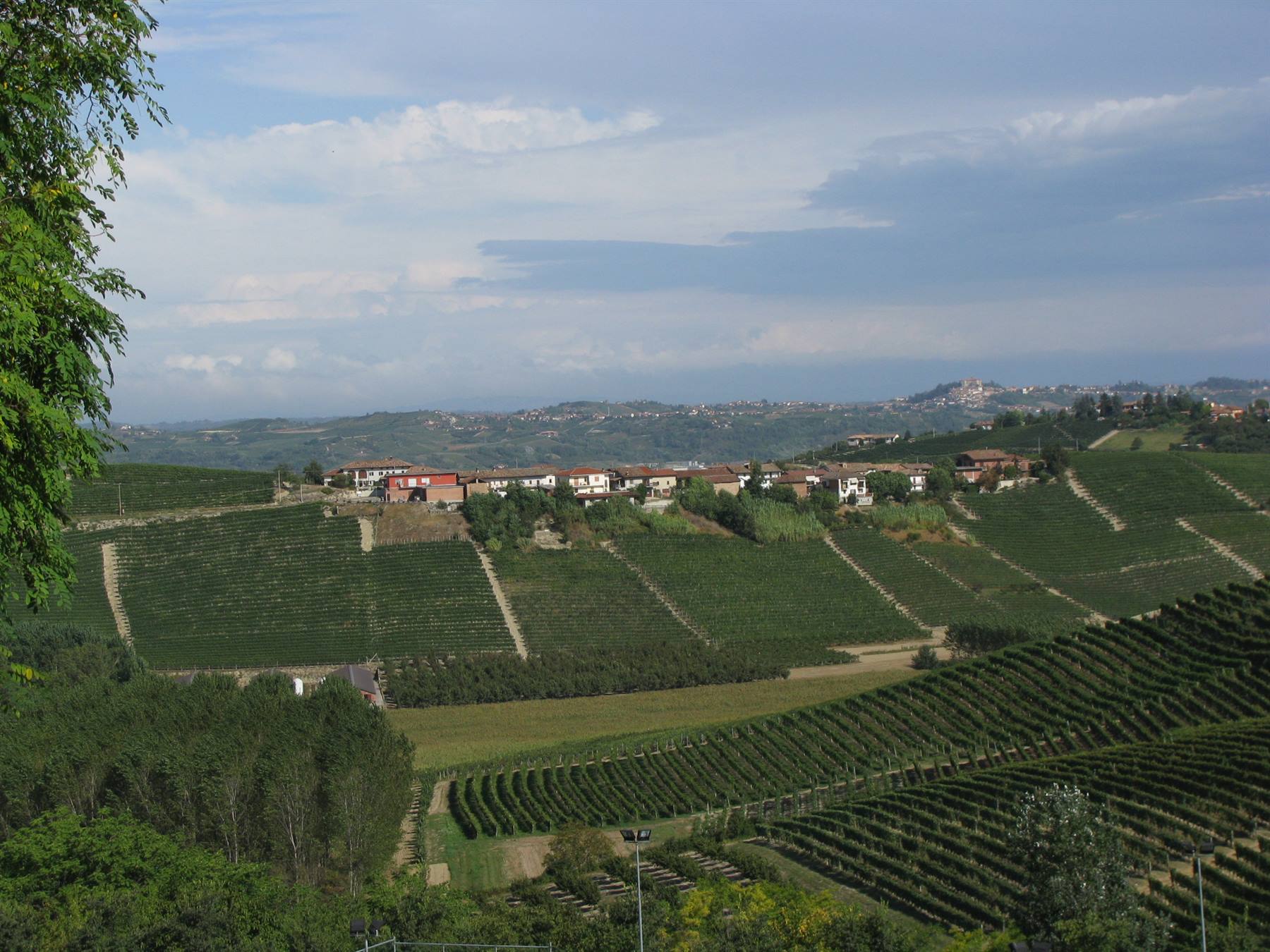 Vigneti