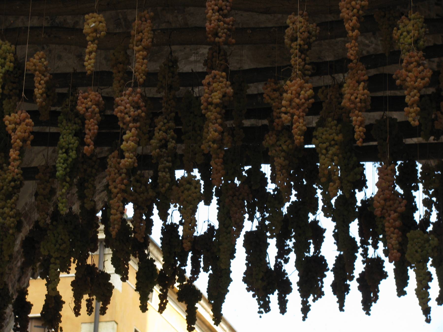 L'uva del Soave