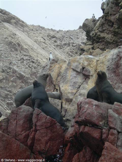 Islas Ballestas - Leoni marini