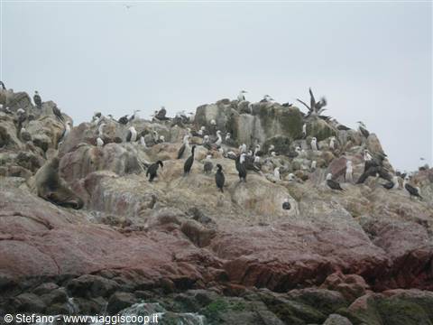Islas Ballestas - innumerevoli uccelli marini