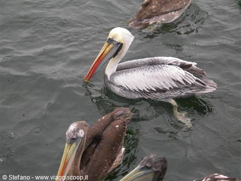 Paracas Imbarco per le Islas Ballestas