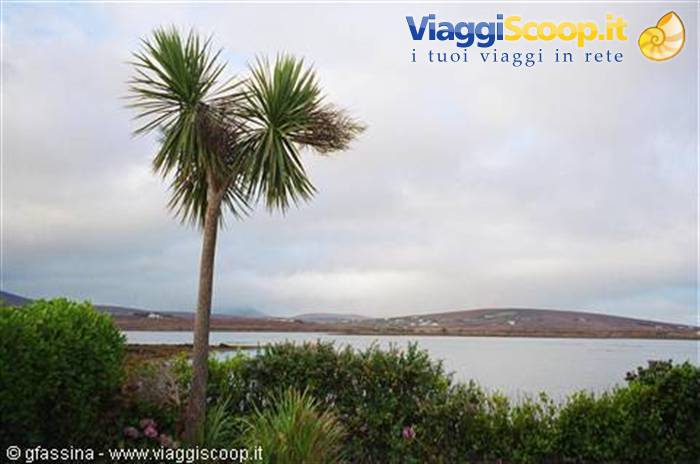 Achill Island Palm Tree