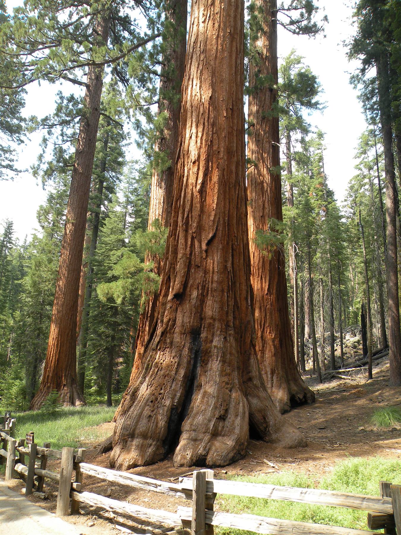 yosemite sequoie giganti