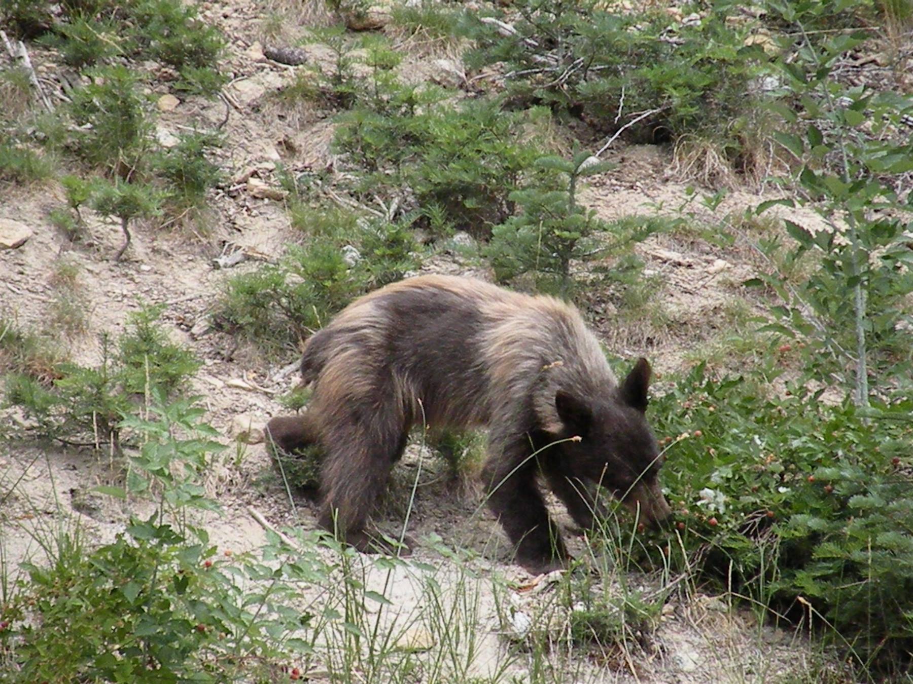 orso a yosemite