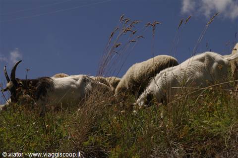 Sestriere ovini al pascolo