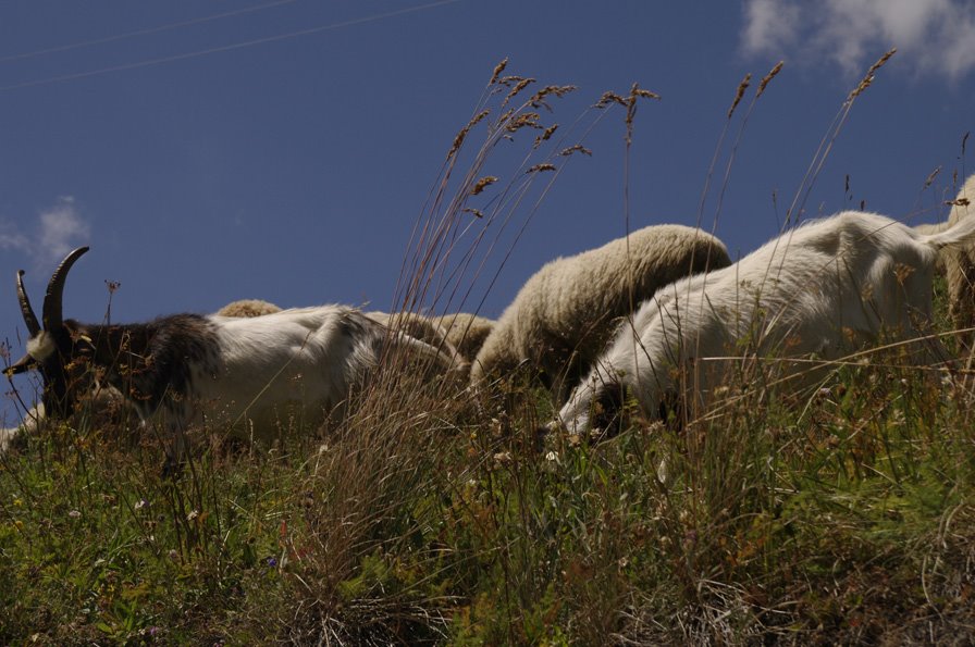 Sestriere ovini al pascolo