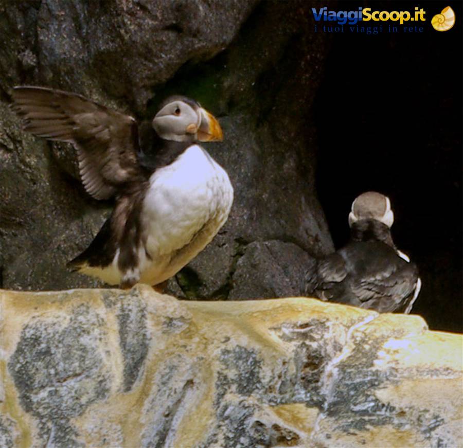 Lisbona Oceanario  Puffini