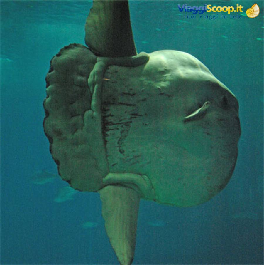 Lisbona Oceanario Pesce Luna