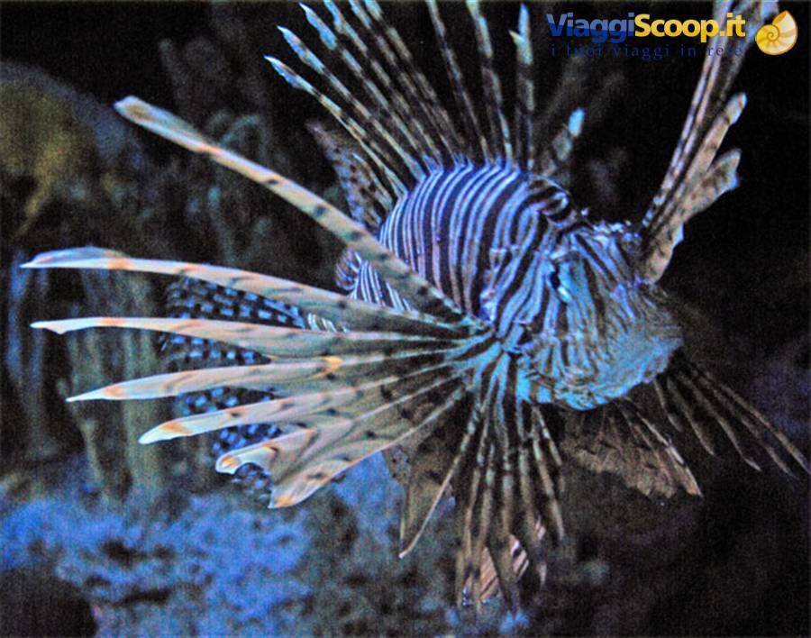 Lisbona Oceanario Pesce Scorpione