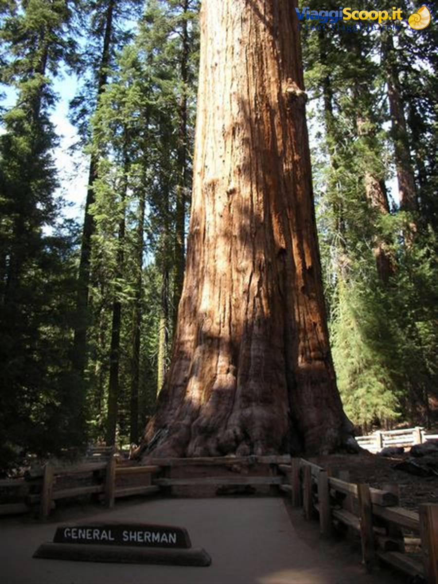Sequoia Park