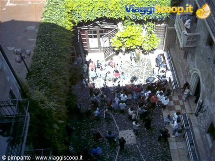 foto di pimpante