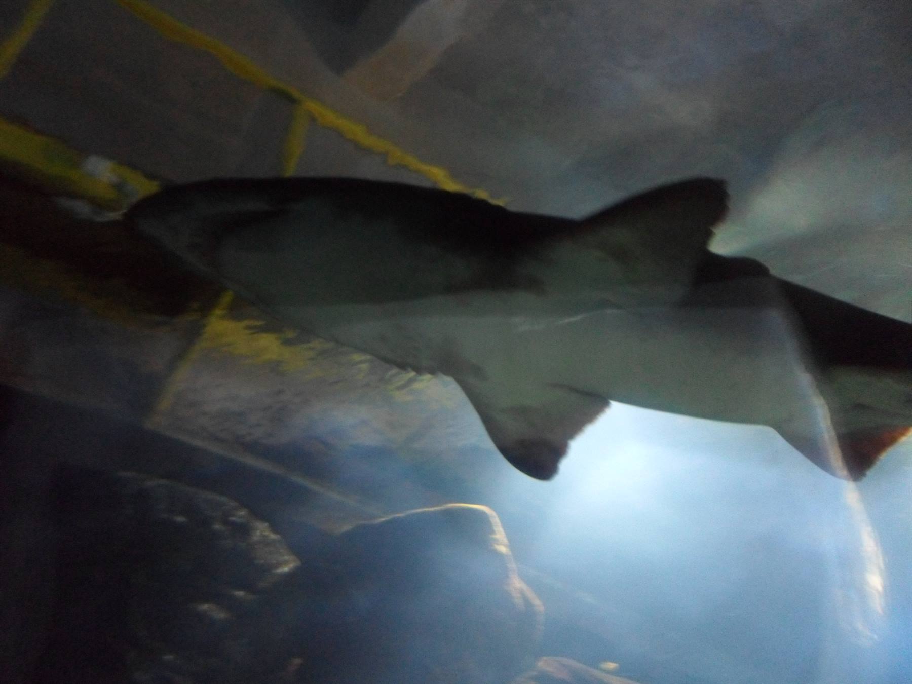 UNIVERSEUM