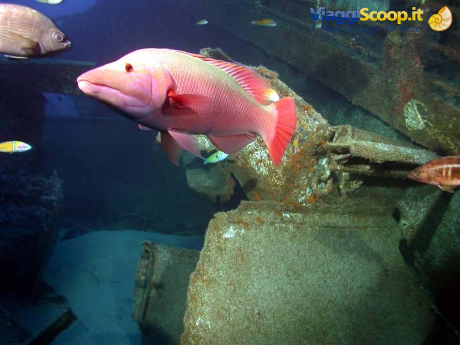 Pesce rosa