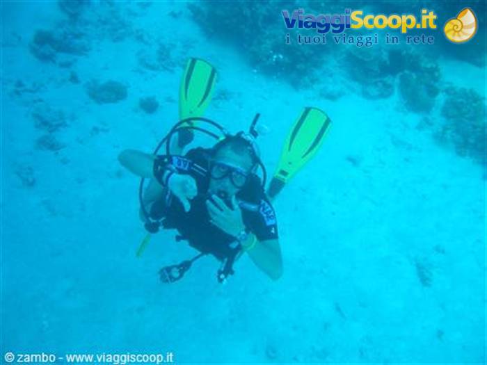 Immersioni : Great Barrier Reef