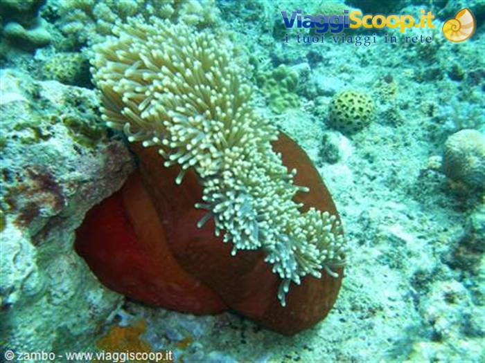 Anemone