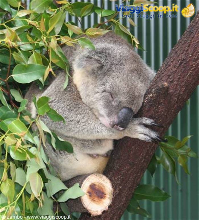 Koala